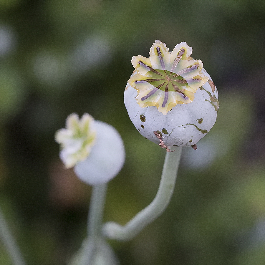 4711 Blume 20150804_0263 als Smartobjekt-1 Kopie.jpg